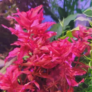 5-7 Red Ludwigia Repens Aquarium Plant Live Stems, Ludwigia Aquarium Plant Live, Ludwigia Aquarium Plant, Ludwigia Repens Aquarium Plant Live, Red Ludwigia Live Aquarium Plants