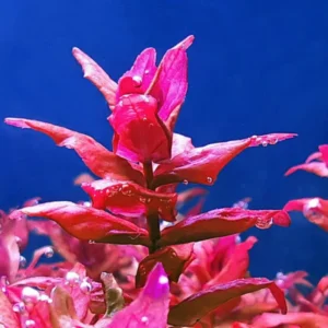 5-7 Red Ludwigia Repens Aquarium Plant Live Stems, Ludwigia Aquarium Plant Live, Ludwigia Aquarium Plant, Ludwigia Repens Aquarium Plant Live, Red Ludwigia Live Aquarium Plants