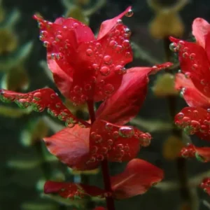 5-7 Red Ludwigia Repens Aquarium Plant Live Stems, Ludwigia Aquarium Plant Live, Ludwigia Aquarium Plant, Ludwigia Repens Aquarium Plant Live, Red Ludwigia Live Aquarium Plants