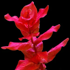 5-7 Red Ludwigia Repens Aquarium Plant Live Stems, Ludwigia Aquarium Plant Live, Ludwigia Aquarium Plant, Ludwigia Repens Aquarium Plant Live, Red Ludwigia Live Aquarium Plants