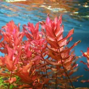 5-7 Red Ludwigia Repens Aquarium Plant Live Stems, Ludwigia Aquarium Plant Live, Ludwigia Aquarium Plant, Ludwigia Repens Aquarium Plant Live, Red Ludwigia Live Aquarium Plants