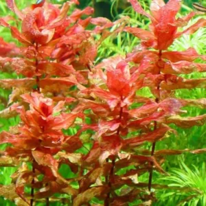 5-7 Red Ludwigia Repens Aquarium Plant Live Stems, Ludwigia Aquarium Plant Live, Ludwigia Aquarium Plant, Ludwigia Repens Aquarium Plant Live, Red Ludwigia Live Aquarium Plants