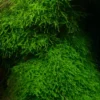 5-7 Java Moss Live Plant for Aquarium Portion, Live Java Moss, Java Moss Live, Live Aquarium Moss, Java Moss for Aquarium, Live Aquatic Plants for Freshwater Aquarium