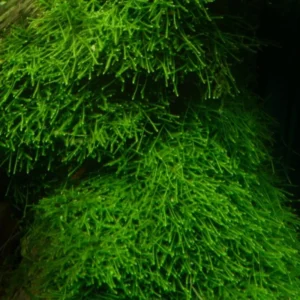 5-7 Java Moss Live Plant for Aquarium Portion, Live Java Moss, Java Moss Live, Live Aquarium Moss, Java Moss for Aquarium, Live Aquatic Plants for Freshwater Aquarium