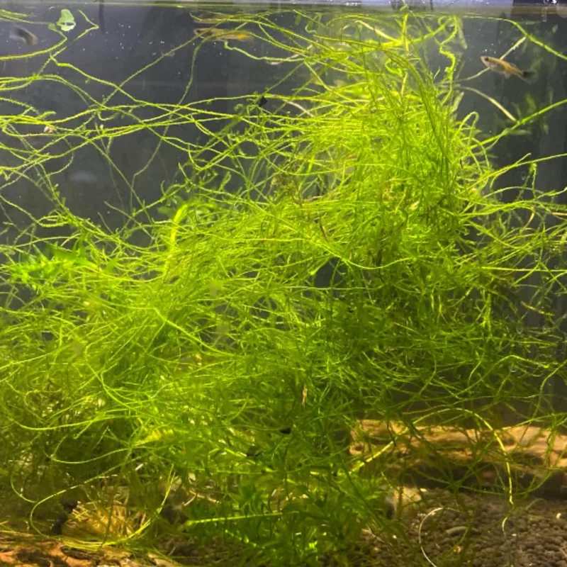 5-7 Java Moss Live Plant for Aquarium Portion, Live Java Moss, Java Moss Live, Live Aquarium Moss, Java Moss for Aquarium, Live Aquatic Plants for Freshwater Aquarium