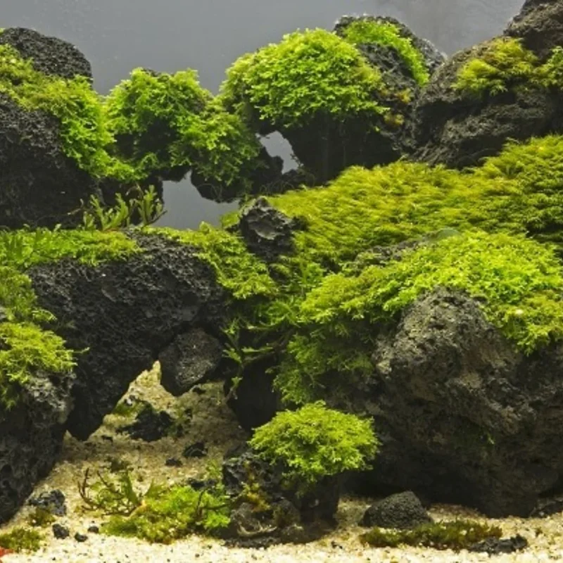 5-7 Java Moss Live Plant for Aquarium Portion, Live Java Moss, Java Moss Live, Live Aquarium Moss, Java Moss for Aquarium, Live Aquatic Plants for Freshwater Aquarium