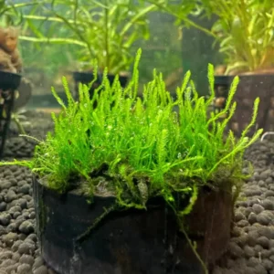 5-7 Java Moss Live Plant for Aquarium Portion, Live Java Moss, Java Moss Live, Live Aquarium Moss, Java Moss for Aquarium, Live Aquatic Plants for Freshwater Aquarium