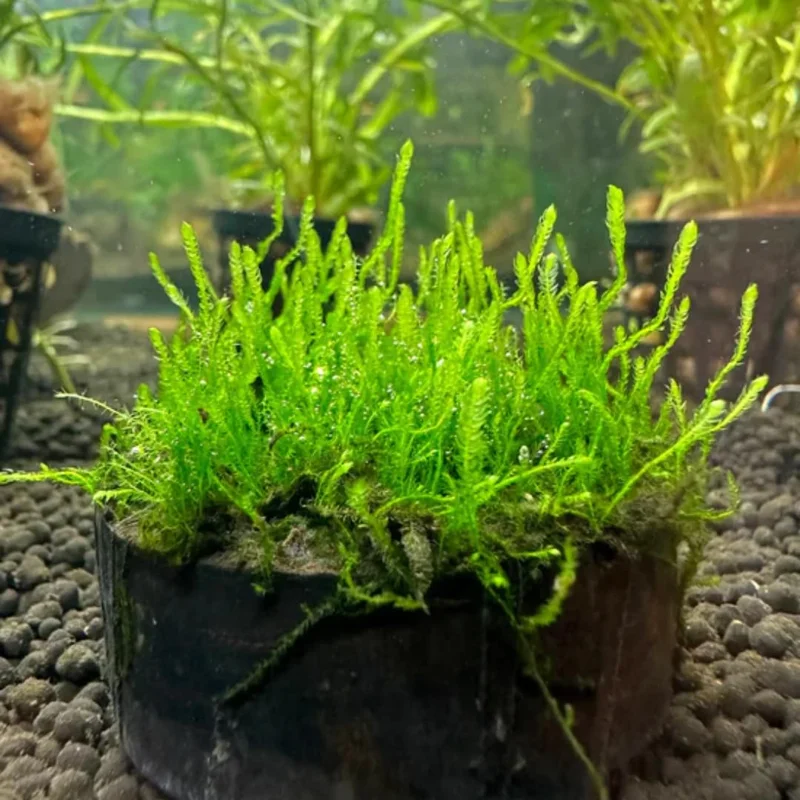 5-7 Java Moss Live Plant for Aquarium Portion, Live Java Moss, Java Moss Live, Live Aquarium Moss, Java Moss for Aquarium, Live Aquatic Plants for Freshwater Aquarium