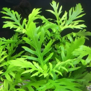 5-7 Water Wisteria Aquarium Live Plant Stems, Water Wisteria Live Aquatic Plants for Freshwater Aquarium, Live Aquarium Plants Freshwater Bundle
