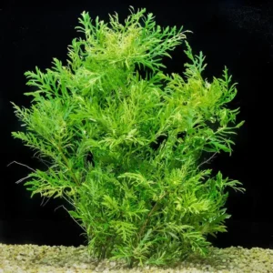 5-7 Water Wisteria Aquarium Live Plant Stems, Water Wisteria Live Aquatic Plants for Freshwater Aquarium, Live Aquarium Plants Freshwater Bundle