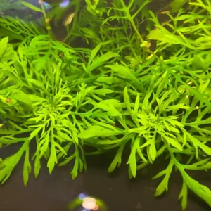 5-7 Water Wisteria Aquarium Live Plant Stems, Water Wisteria Live Aquatic Plants for Freshwater Aquarium, Live Aquarium Plants Freshwater Bundle