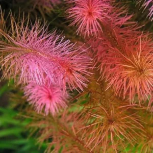 5-7 Rotala Wallichii Stems, Rotala Wallichii Live Aquarium Plants Freshwater Bundle Live Aquatic Plants for Freshwater Aquarium