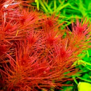 5-7 Rotala Wallichii Stems, Rotala Wallichii Live Aquarium Plants Freshwater Bundle Live Aquatic Plants for Freshwater Aquarium