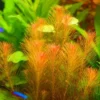 5-7 Rotala Wallichii Stems, Rotala Wallichii Live Aquarium Plants Freshwater Bundle Live Aquatic Plants for Freshwater Aquarium