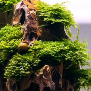 5-7 Java Moss Live Plant for Aquarium Portion, Live Java Moss, Java Moss Live, Live Aquarium Moss, Java Moss for Aquarium, Live Aquatic Plants for Freshwater Aquarium