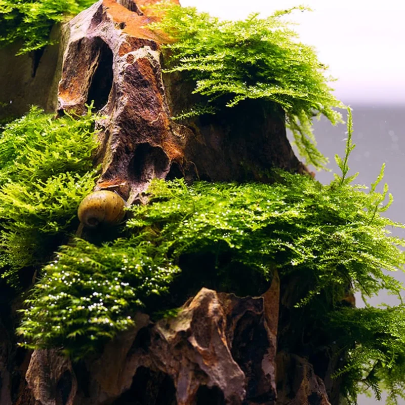 5-7 Java Moss Live Plant for Aquarium Portion, Live Java Moss, Java Moss Live, Live Aquarium Moss, Java Moss for Aquarium, Live Aquatic Plants for Freshwater Aquarium