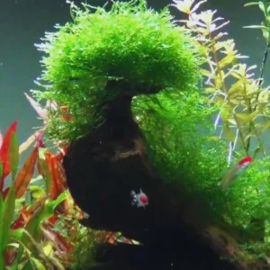 5-7 Java Moss Live Plant for Aquarium Portion, Live Java Moss, Java Moss Live, Live Aquarium Moss, Java Moss for Aquarium, Live Aquatic Plants for Freshwater Aquarium