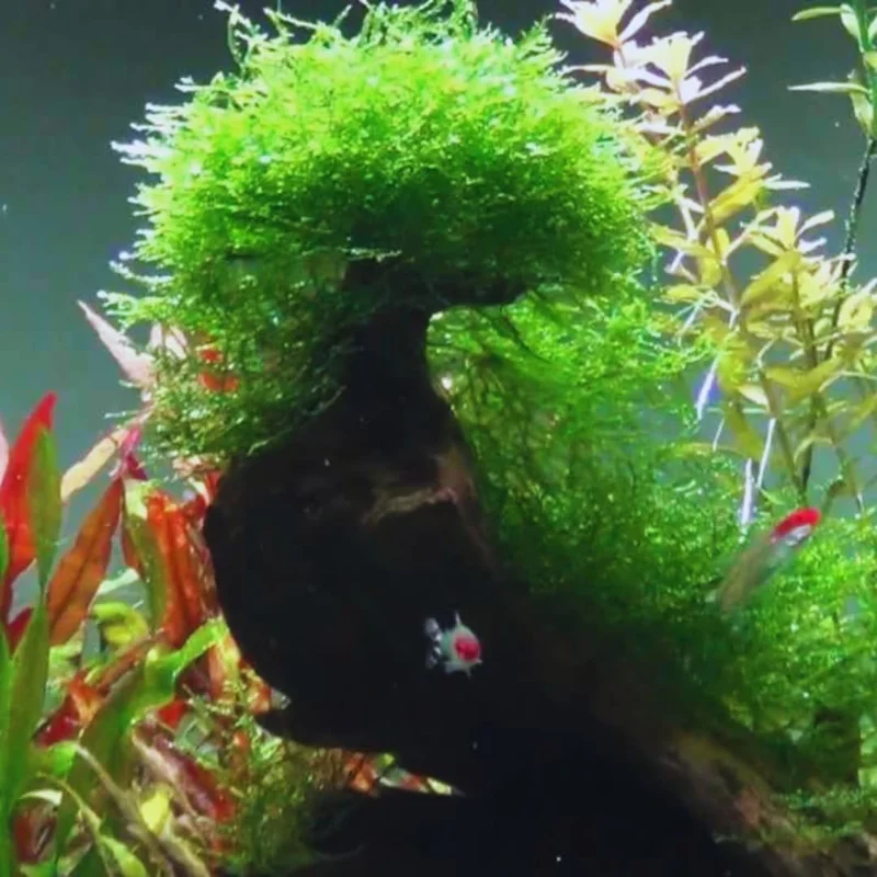 5-7 Java Moss Live Plant for Aquarium Portion, Live Java Moss, Java Moss Live, Live Aquarium Moss, Java Moss for Aquarium, Live Aquatic Plants for Freshwater Aquarium