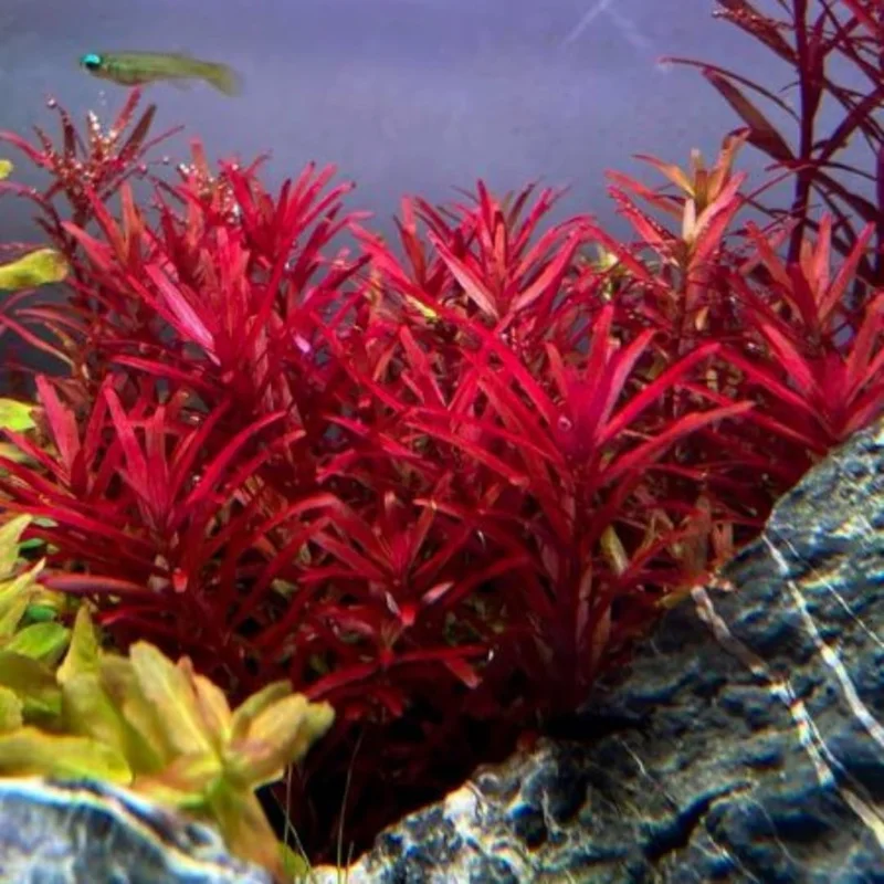5-7 Rotala Rotundifolia Stems, Green to Red Rotala H’Ra Stems, Rotala Rotundifolia Live Aquarium Plant, Rotala Rotundifolia Red Live Aquatic Plants for Freshwater Aquarium