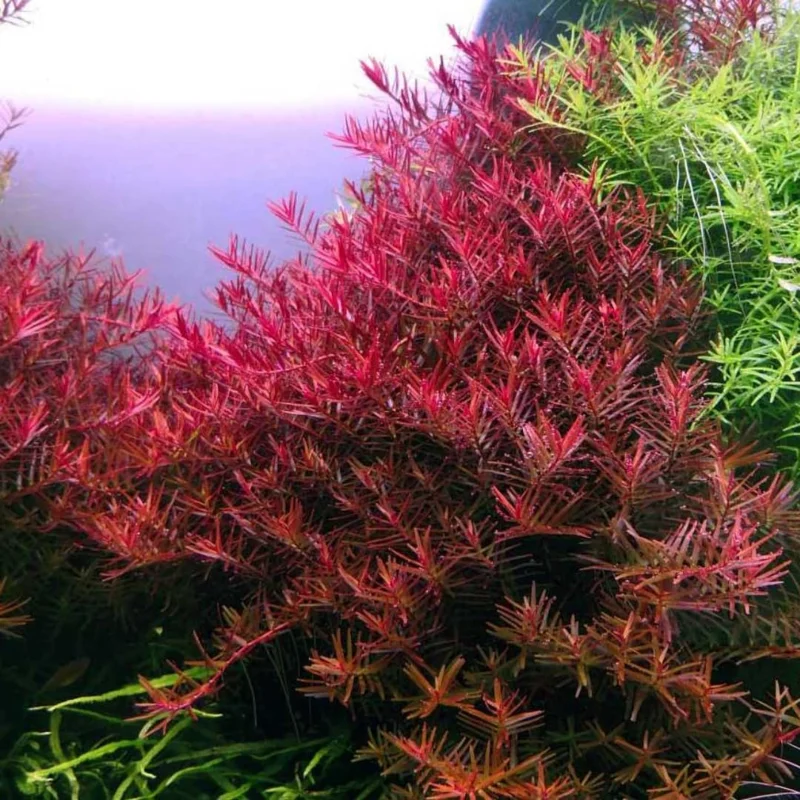 5-7 Rotala Rotundifolia Stems, Green to Red Rotala H’Ra Stems, Rotala Rotundifolia Live Aquarium Plant, Rotala Rotundifolia Red Live Aquatic Plants for Freshwater Aquarium