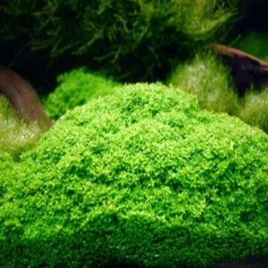 5-7 Dwarf Baby Tears Aquarium Live Plant Stems, Dwarf Baby Tears Live Aquatic Plants for Freshwater Aquarium Plants