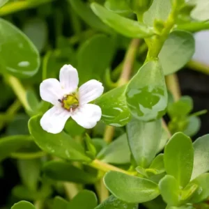 5-7 Moneywort Freshwater Aquarium Plants Live, Aquarium Plant Live Stems, Moneywort Aquarium Plant Live, Moneywort Live Aquatic Plants for Aquarium