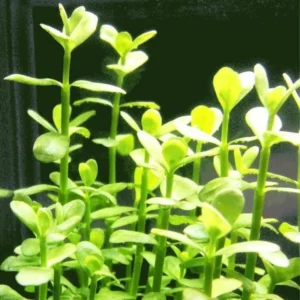 5-7 Moneywort Freshwater Aquarium Plants Live, Aquarium Plant Live Stems, Moneywort Aquarium Plant Live, Moneywort Live Aquatic Plants for Aquarium