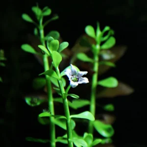 5-7 Moneywort Freshwater Aquarium Plants Live, Aquarium Plant Live Stems, Moneywort Aquarium Plant Live, Moneywort Live Aquatic Plants for Aquarium