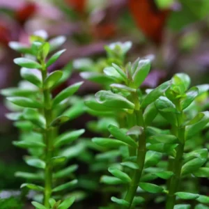 5-7 Rotala Indica Rotundifolia Stems, Rotala Aquarium Plants, Rotala Rotundifolia Live Aquarium Plants, Rotala Rotundifolia Live Aquatic Plants for Freshwater Aquarium