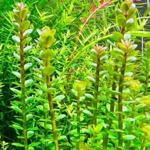 5-7 Rotala Indica Rotundifolia Stems, Rotala Aquarium Plants, Rotala Rotundifolia Live Aquarium Plants, Rotala Rotundifolia Live Aquatic Plants for Freshwater Aquarium