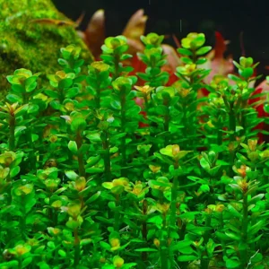 5-7 Rotala Indica Rotundifolia Stems, Rotala Aquarium Plants, Rotala Rotundifolia Live Aquarium Plants, Rotala Rotundifolia Live Aquatic Plants for Freshwater Aquarium
