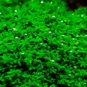 5-7 Dwarf Baby Tears Aquarium Live Plant Stems, Dwarf Baby Tears Live Aquatic Plants for Freshwater Aquarium Plants