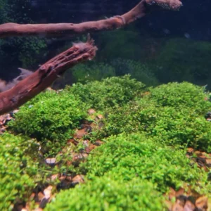 5-7 Dwarf Baby Tears Aquarium Live Plant Stems, Dwarf Baby Tears Live Aquatic Plants for Freshwater Aquarium Plants