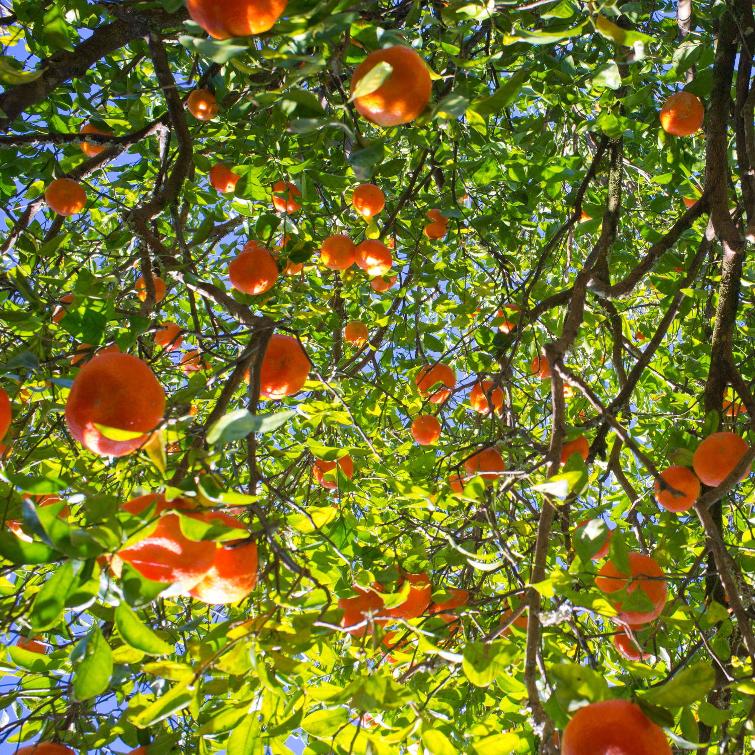 Satsuma Mandarin Tree Live, Mandarin Orange Tree, Seedless Mandarin Plant Live, Sweet Mandarin Tree Live In Pot, 3 Feet Height