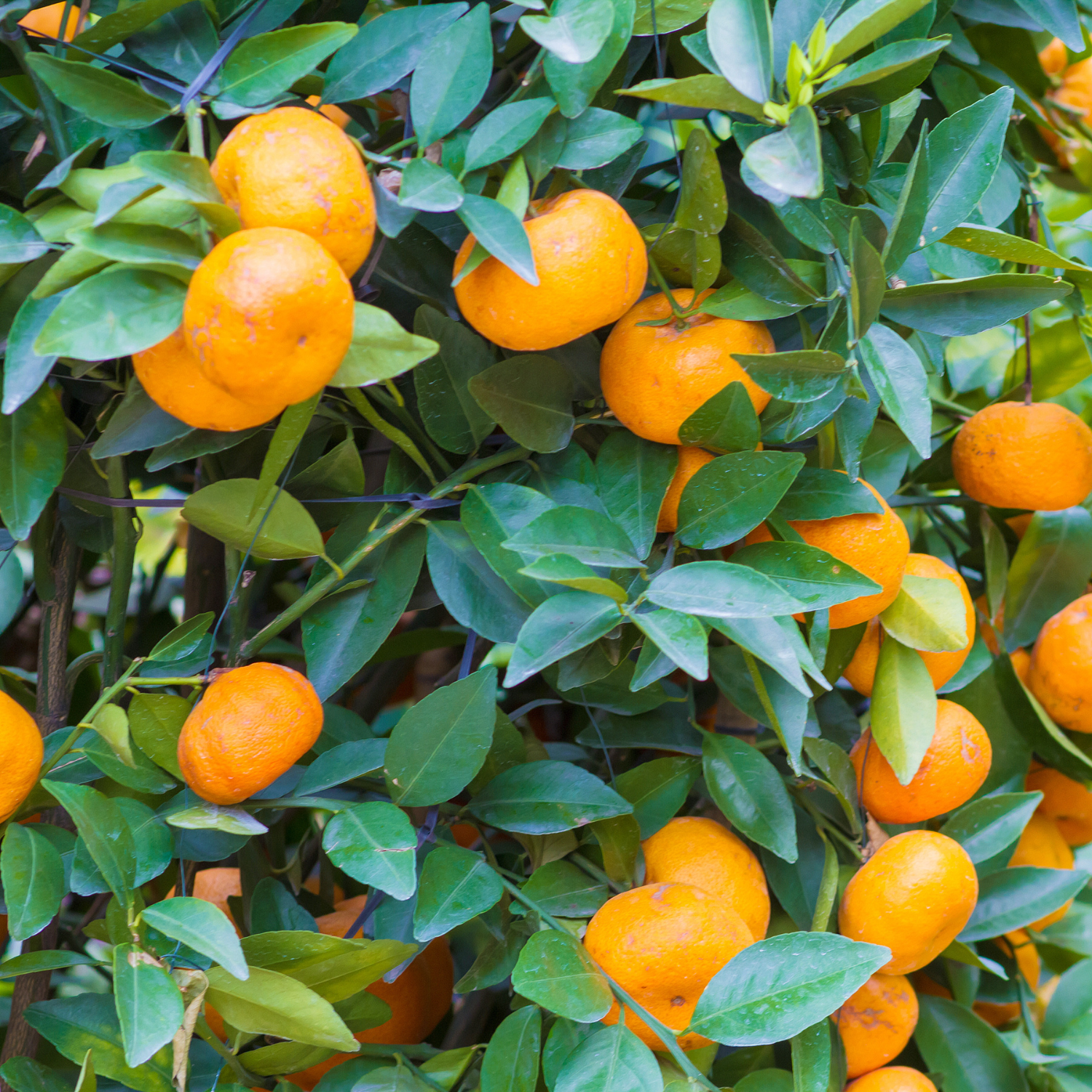 Satsuma Mandarin Tree Live, Mandarin Orange Tree, Seedless Mandarin Plant Live, Sweet Mandarin Tree Live In Pot, 3 Feet Height - Image 2