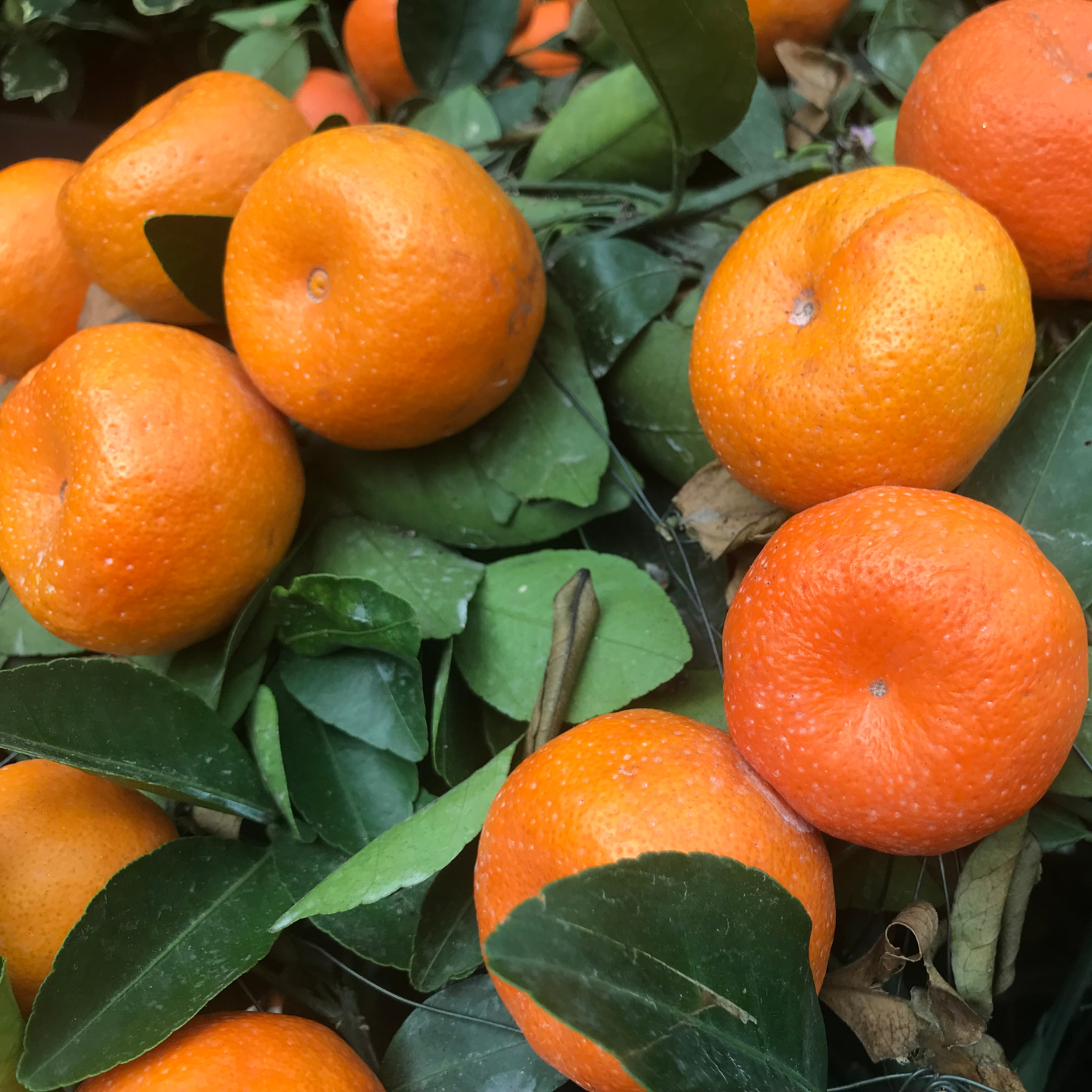 Satsuma Mandarin Tree Live, Mandarin Orange Tree, Seedless Mandarin Plant Live, Sweet Mandarin Tree Live In Pot, 3 Feet Height - Image 3