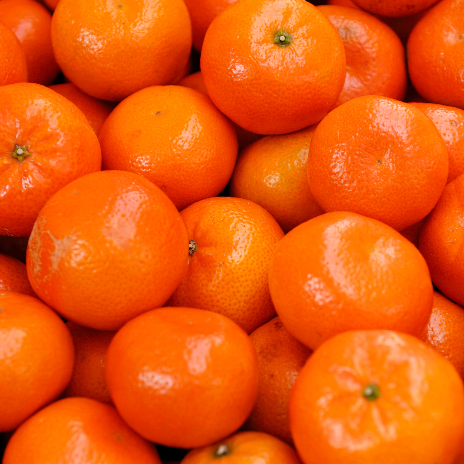 Satsuma Mandarin Tree Live, Mandarin Orange Tree, Seedless Mandarin Plant Live, Sweet Mandarin Tree Live In Pot, 3 Feet Height - Image 4