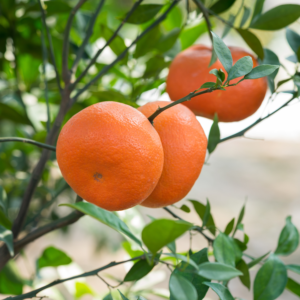 Satsuma Mandarin Tree, Mandarin Tree Plant Live, Seedless Mandarin Tree, Mandarine Orange Tree, Grafted 3 Feet Tall Tree Potted