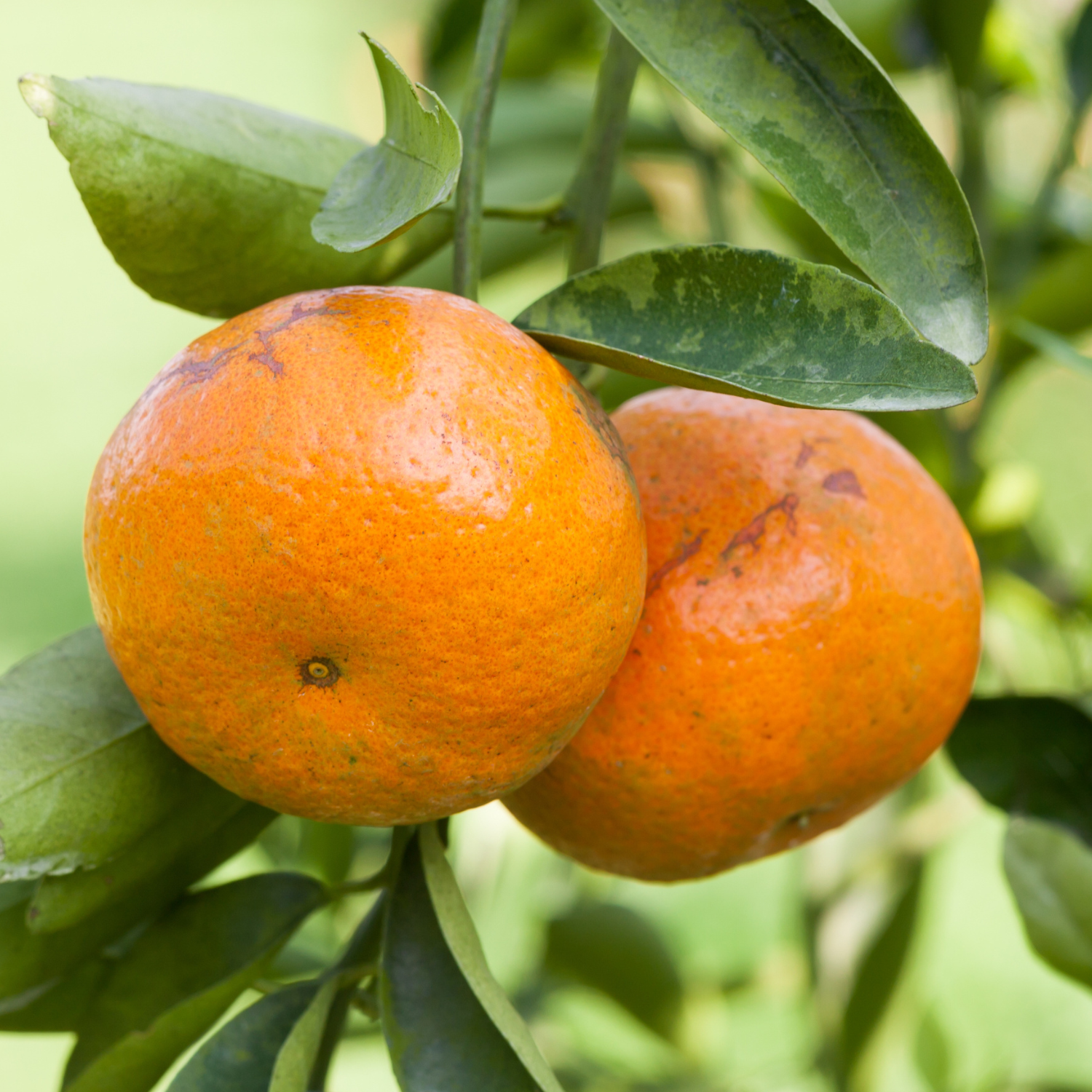 Satsuma Mandarin Orange Tree, Satsuma Mandarin Tree, Seedless Mandarin Plant, Mandarin Tree Live Plant From 2 To 3 Feet In Pot