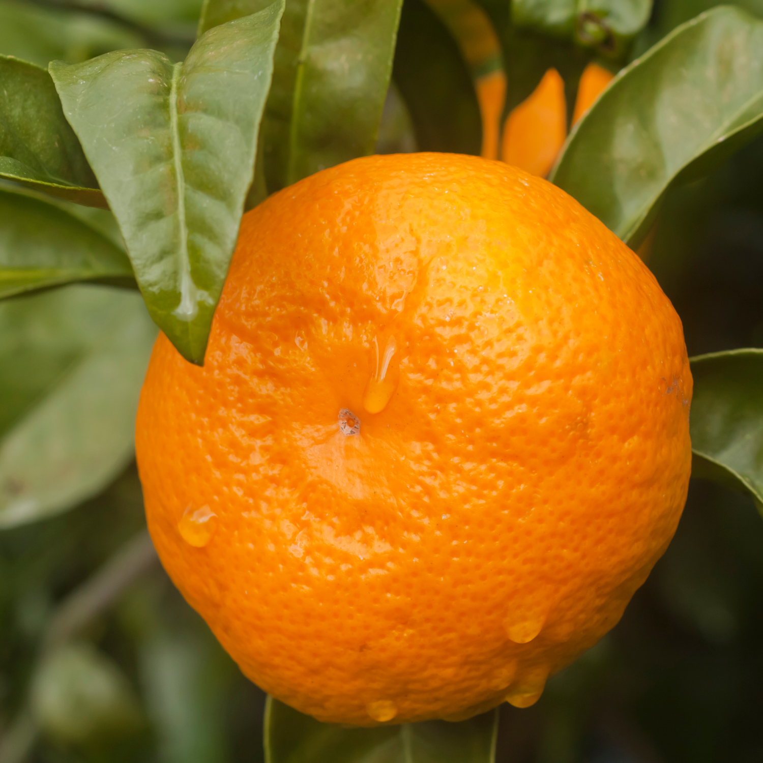 Satsuma Mandarin Orange Tree, Satsuma Mandarin Tree, Seedless Mandarin Plant, Mandarin Tree Live Plant From 2 To 3 Feet In Pot - Image 2