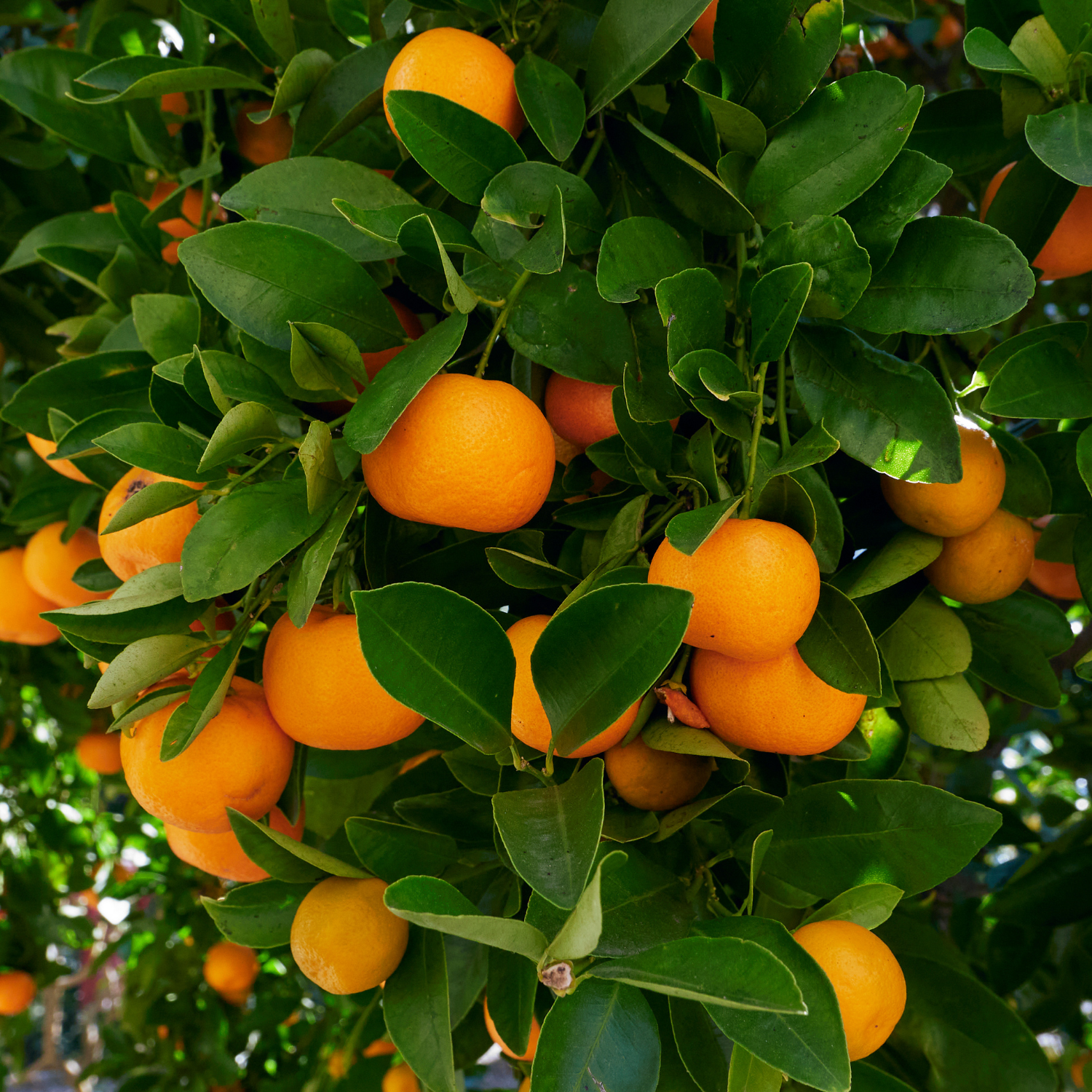 Calamansi Tree Indoor, Dwarf Calamondin Orange Tree, Calamondin Orange Bush Tree 16 To 18 Inches Tall, Calamondin Tree Plant In Gallon Pot
