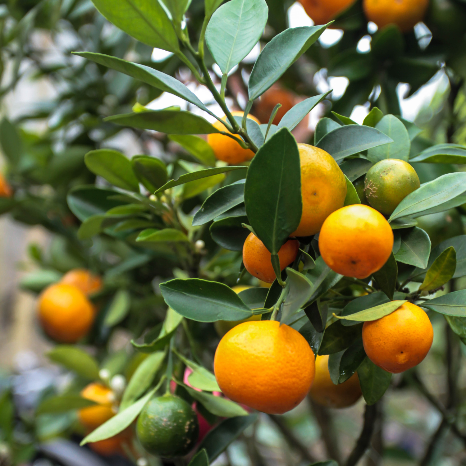 Calamansi Tree Indoor, Dwarf Calamondin Orange Tree, Calamondin Orange Bush Tree 16 To 18 Inches Tall, Calamondin Tree Plant In Gallon Pot - Image 2