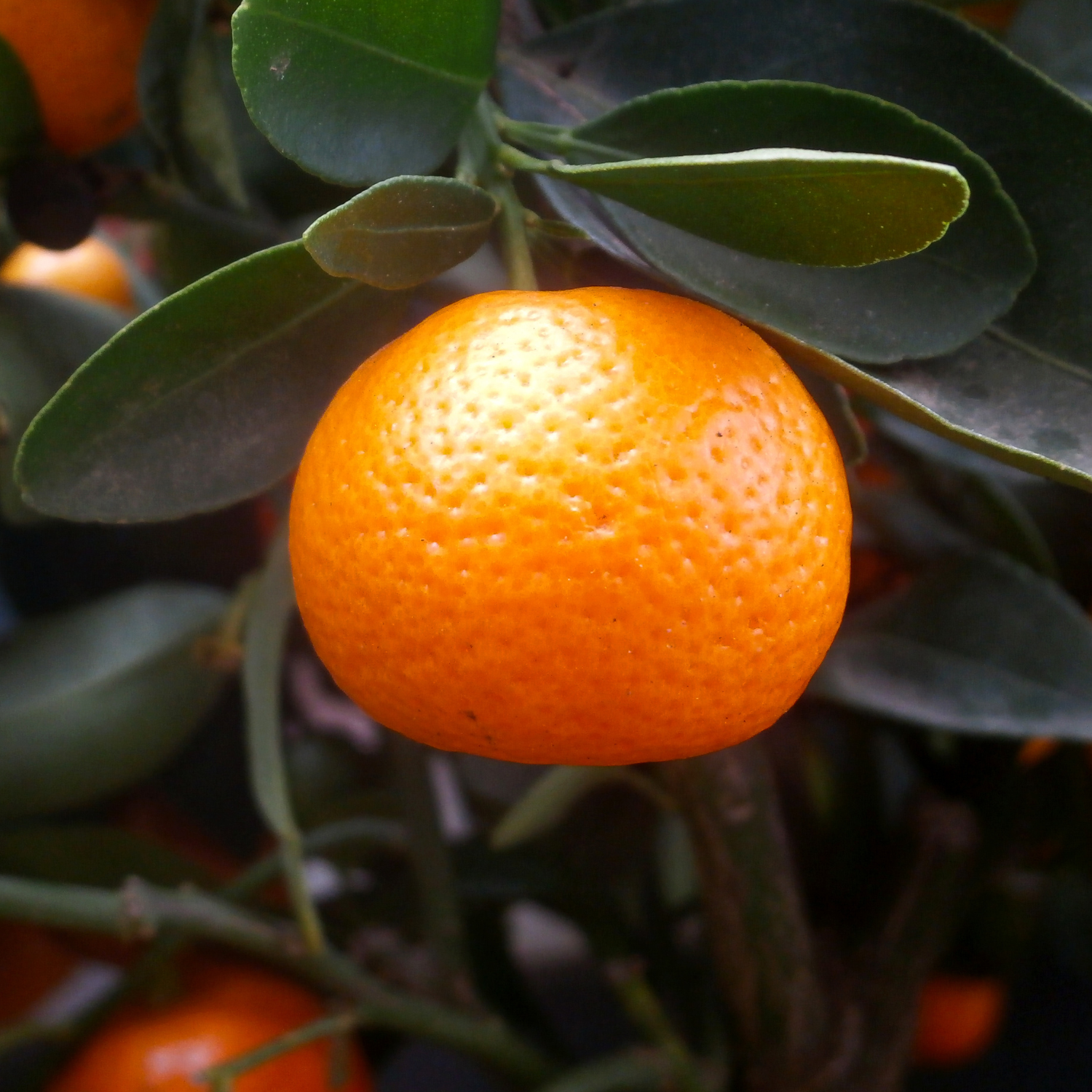 Calamansi Tree Indoor, Dwarf Calamondin Orange Tree, Calamondin Orange Bush Tree 16 To 18 Inches Tall, Calamondin Tree Plant In Gallon Pot - Image 3