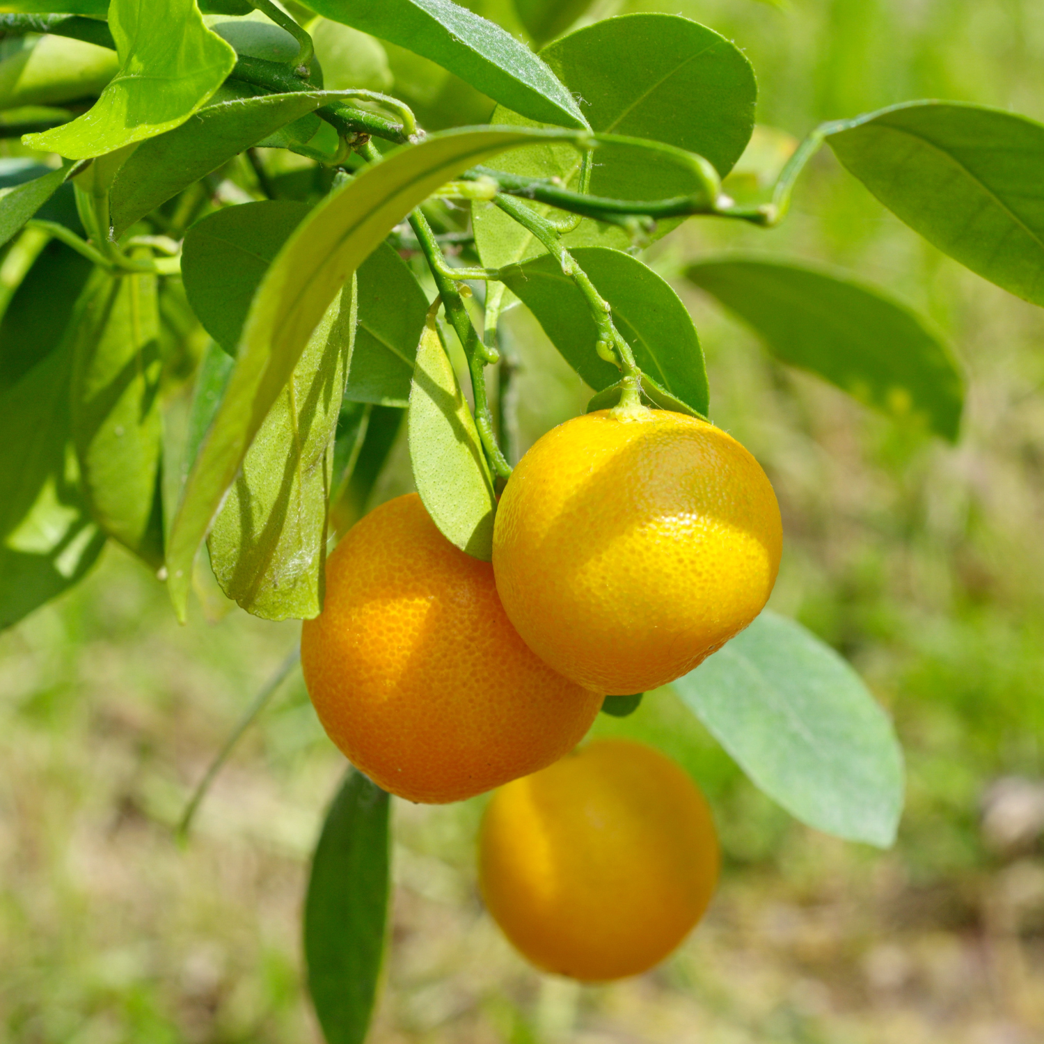 Calamansi Tree Indoor, Dwarf Calamondin Orange Tree, Calamondin Orange Bush Tree 16 To 18 Inches Tall, Calamondin Tree Plant In Gallon Pot - Image 4