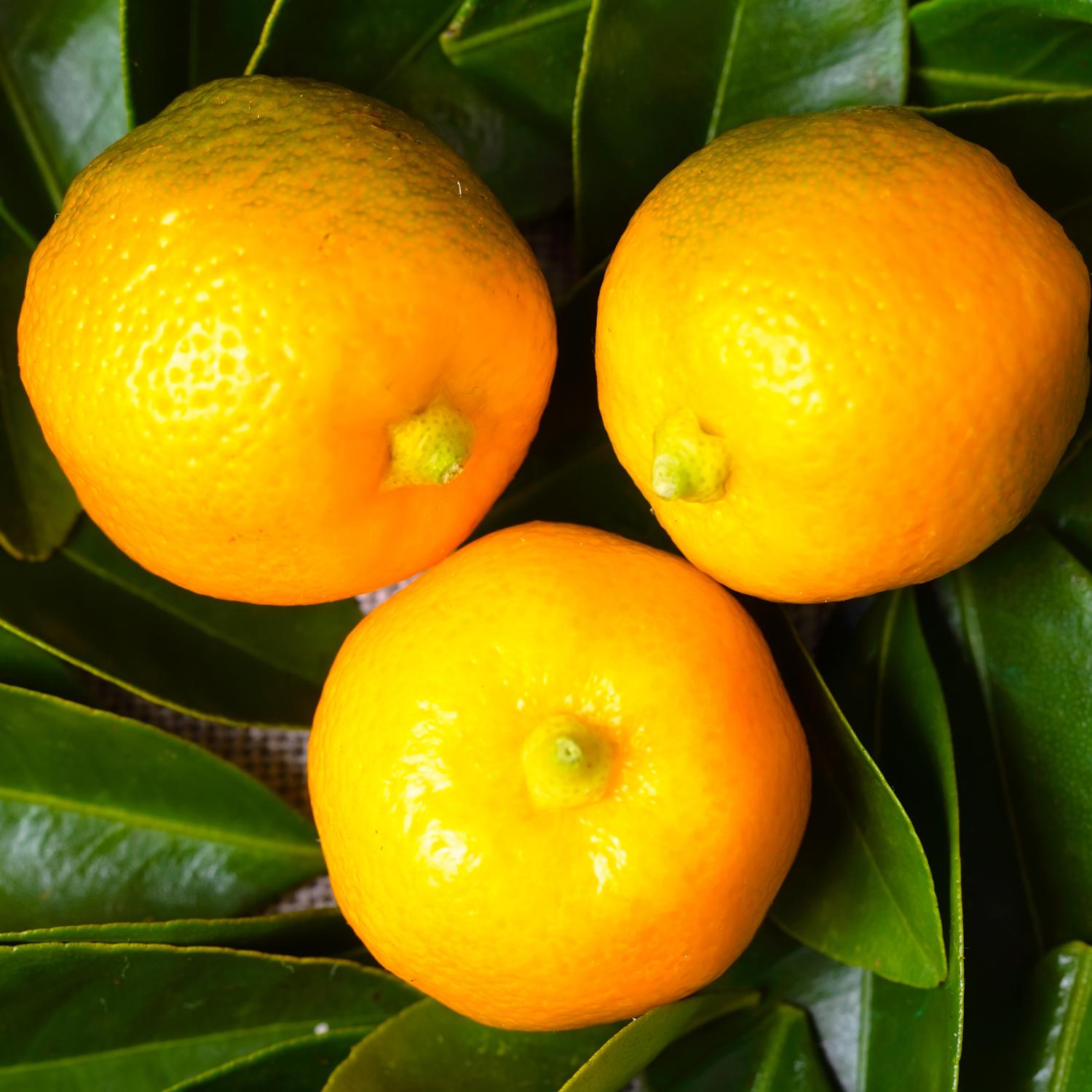 Calamondin Tree, Calamondin Orange Tree Indoors, Calamansi Live Plant, Calamansi Fruit Tree Large From 14 To 18 Inches Tall, Gallon Pot - Image 4