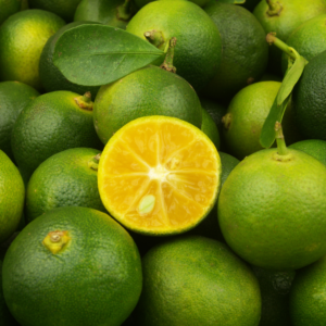 Calamansi Tree 1 To 2 Feet Tall, Calamondin Tree Live Plant, Calamondin Fruit Tree, Calamansi Tree In Gallon Pot For Planting