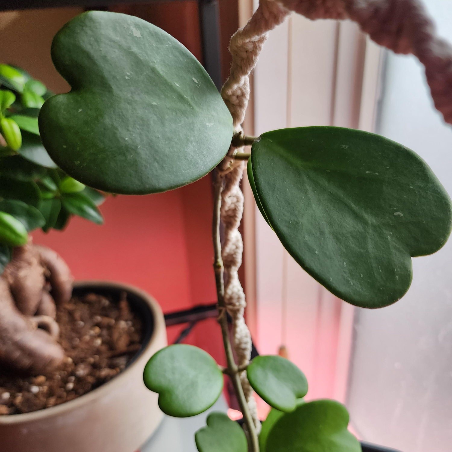 Hoya Kerrii Heart Plant, Hoya Plant Live Houseplants 2 Inches Potted To Plant Indoor - Image 2