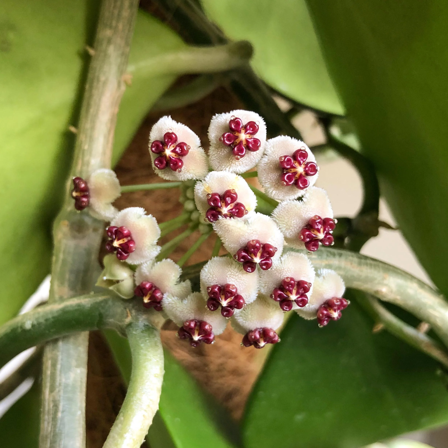 Hoya Kerrii Heart Plant, Hoya Plant Live Houseplants 2 Inches Potted To Plant Indoor - Image 5