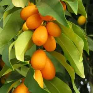 Grafted Live Kumquat Tree Live Plant, 2 Feet Tall, Gallon Pot, Can't Ship to CA