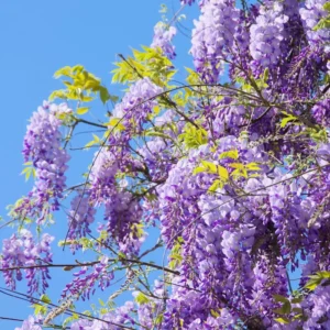 Purple Wisteria Tree Plant Live, 2 to 3 Feet Vine, Wisteria Tree Live Plant, Wisteria Live Plant, Wisteria Vine Plant